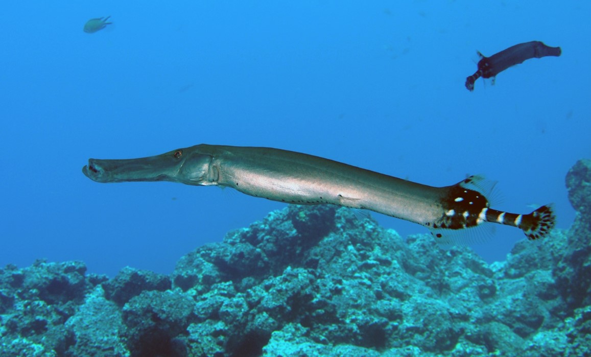 Trompetenfisch
